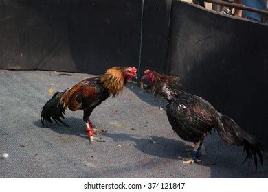 two cocks